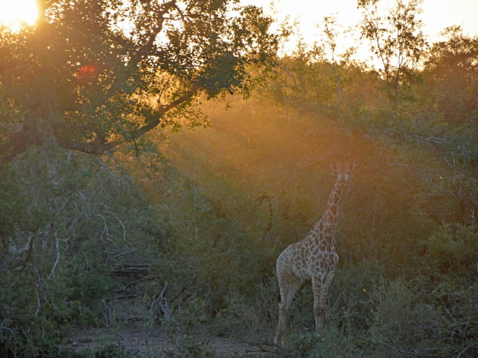 Croc Orvyll'S Kruger Lodge مارلوث بارك المظهر الخارجي الصورة