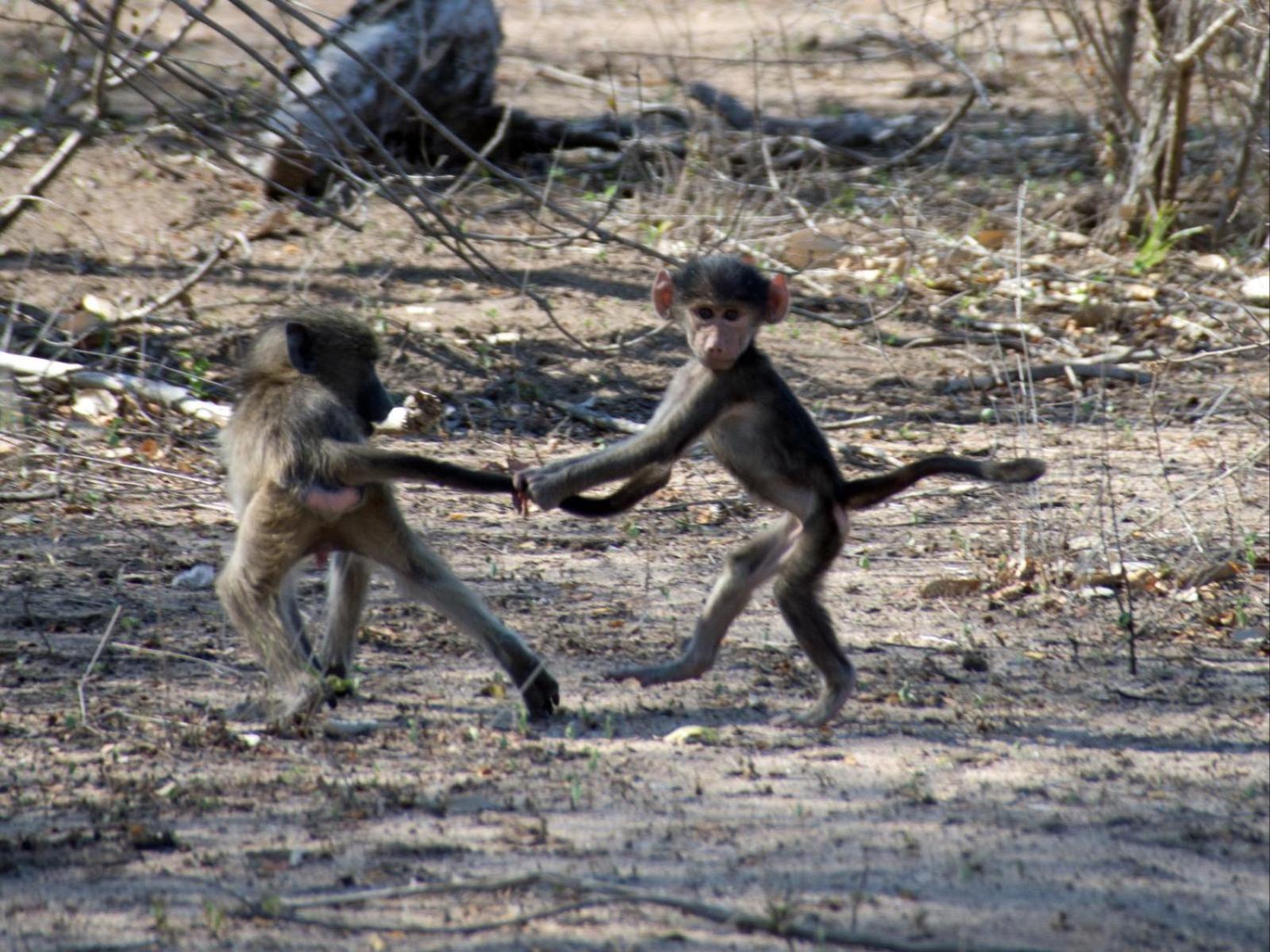 Croc Orvyll'S Kruger Lodge مارلوث بارك المظهر الخارجي الصورة