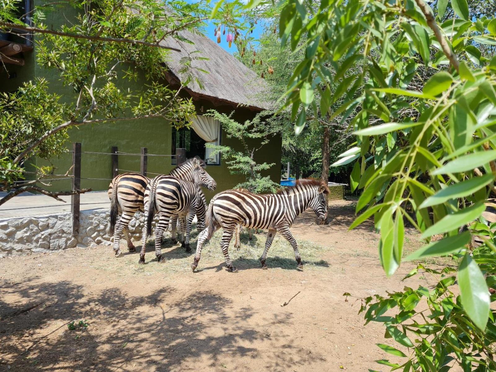 Croc Orvyll'S Kruger Lodge مارلوث بارك المظهر الخارجي الصورة